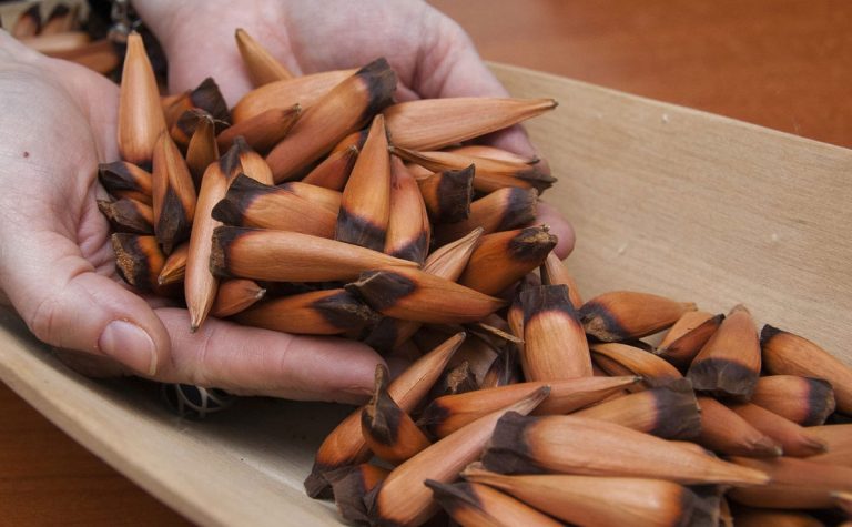 Piñón: El Fruto Sagrado Rico en Minerales y Vitaminas | Mercado Mapuche